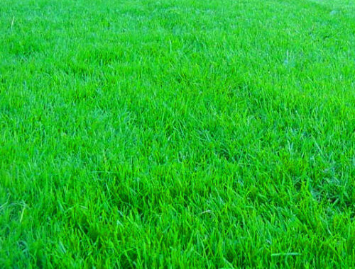 Чем отличается рулонный газон от посевного? Петербургские газоны