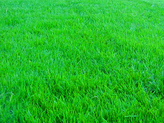 Чем отличается рулонный газон от посевного? Петербургские газоны