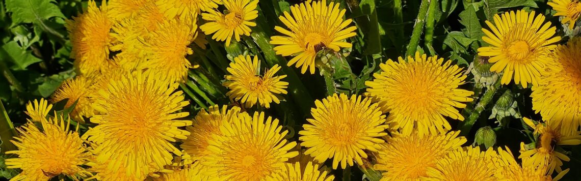 Полезное питание: салат из листьев одуванчиков | Обед на: рестораны, кафе, бары Иркутска