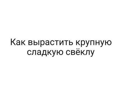 Как вырастить крупную сладкую свёклу