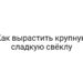 Как вырастить крупную сладкую свёклу