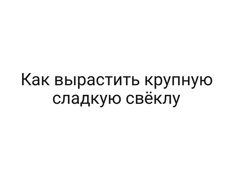 Как вырастить крупную сладкую свёклу