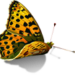 FlyLady | Информация | Флайледи форум