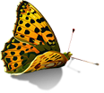 FlyLady | Информация | Флайледи форум
